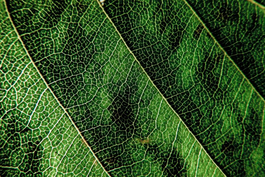 a close up view of a green leaf