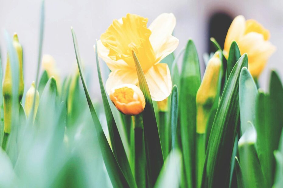 Yellow Flowers