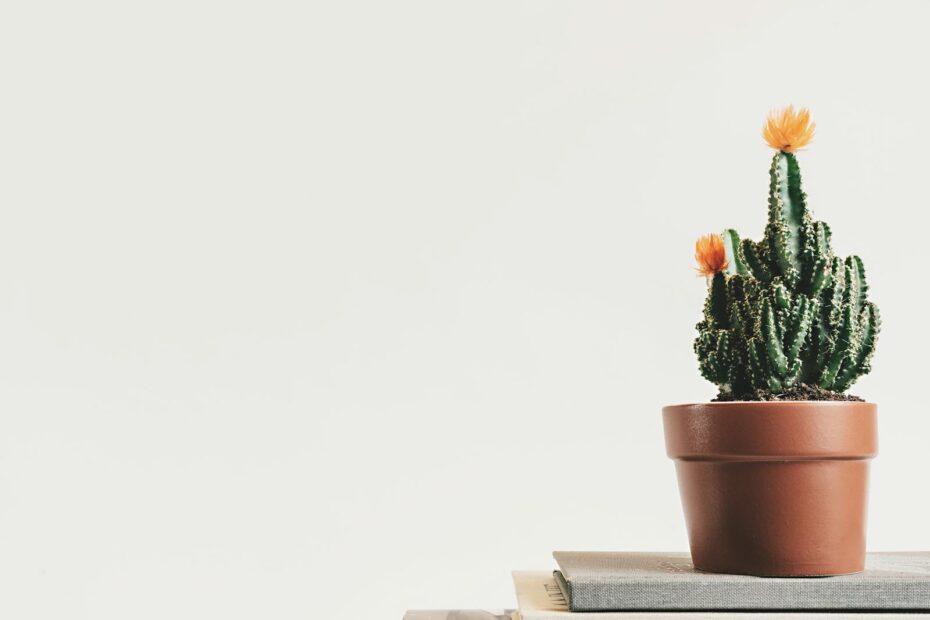 A close-up of a cactus in a terracotta pot on books with a white background.